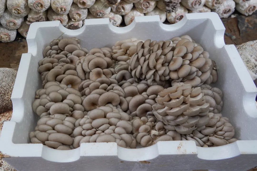 k豆钱包